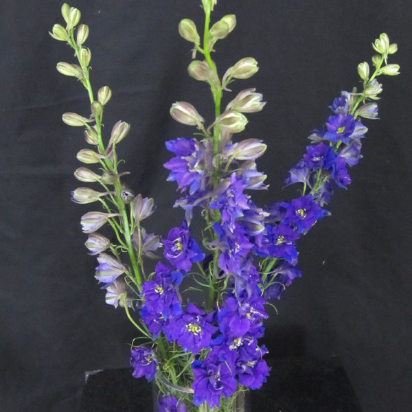 Flowers in Season February BridalGuide