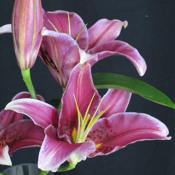 Flowers in Season: June | BridalGuide