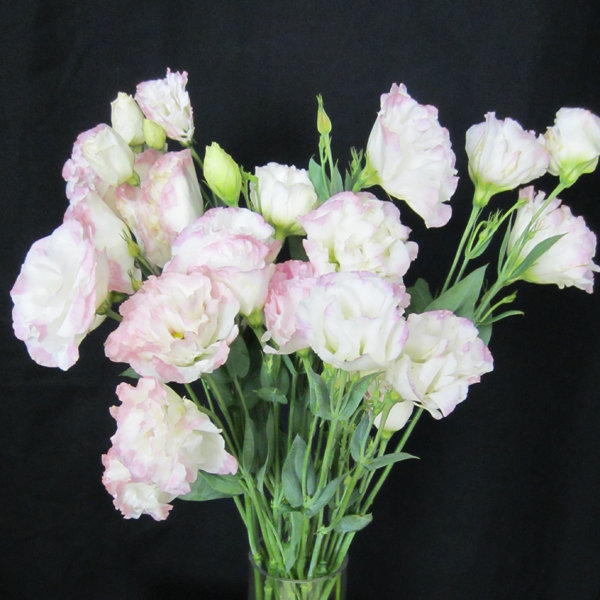 Lisianthus
