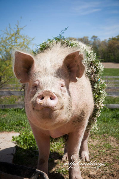 Member of the Wedding