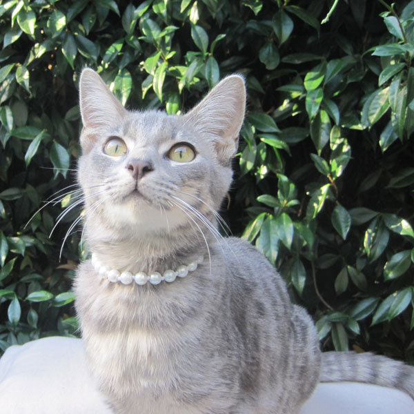 Member of the Wedding