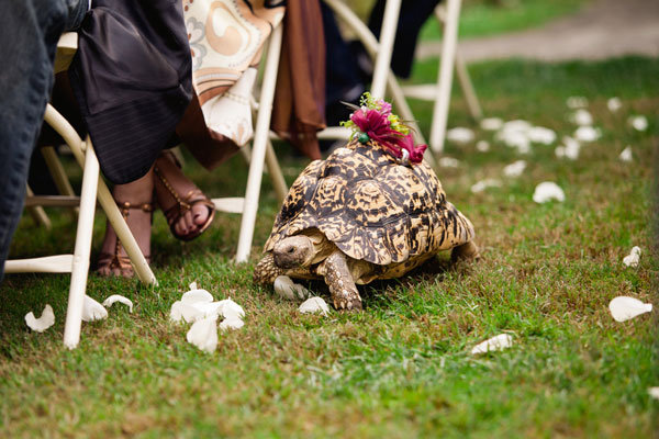 Member of the Wedding
