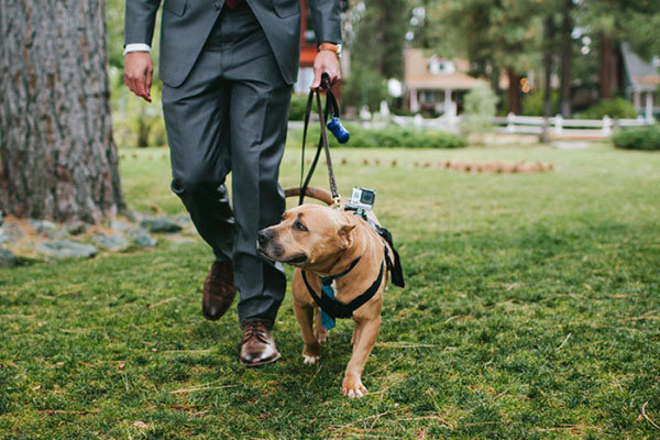 Member of the Wedding