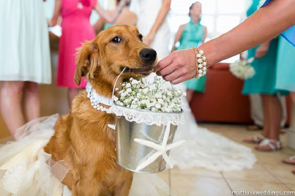 Member of the Wedding