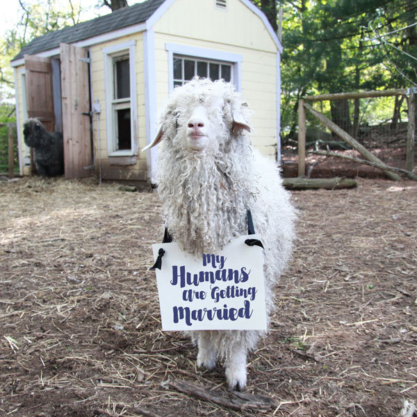 Must-Have Photos for Animal Lovers