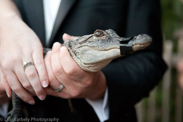 Must-Have Photos for Animal Lovers