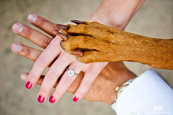 Include Your Fur Baby Include Your Fur Baby