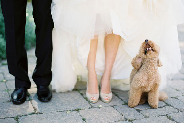 Animal Wedding Crashers Animal Wedding Crashers