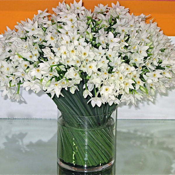 Flowers In Season February Ideas Flowers By Season February Bridalguide