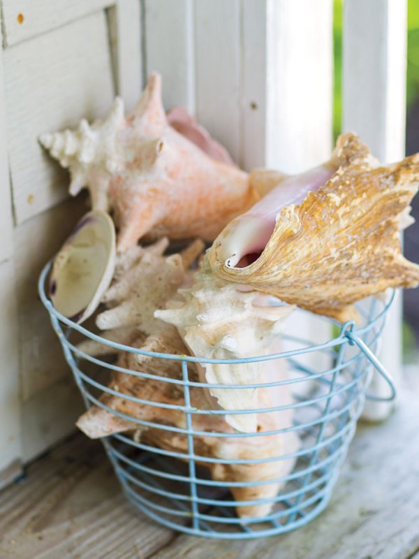 Seashells Seashells