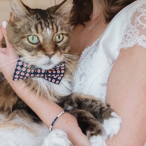 cat and bride