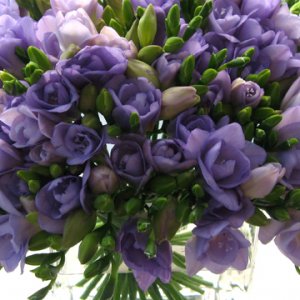Flowers In Season February Bridalguide Free for commercial use no attribution required high quality images. flowers in season february bridalguide